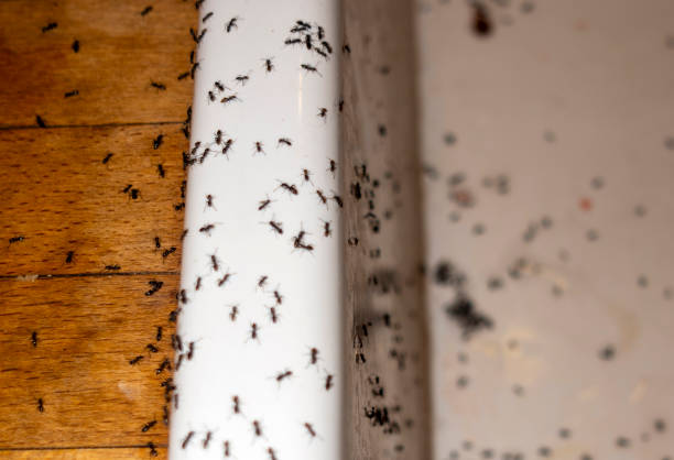 Best Best Pest Control Companies  in South Laurel, MD