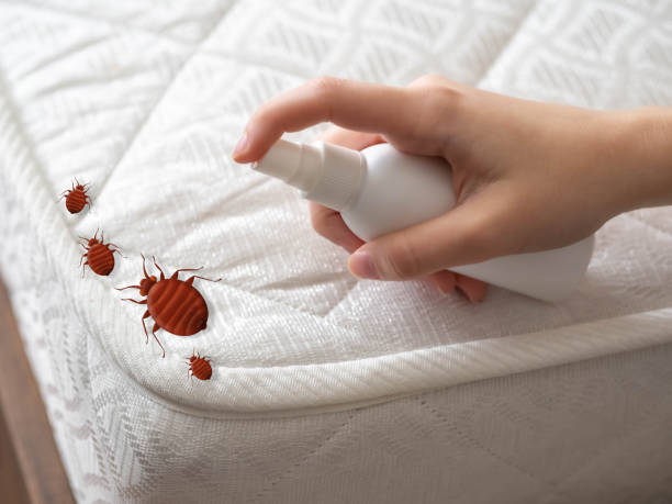 Trusted South Laurel, MD Pest Control Experts